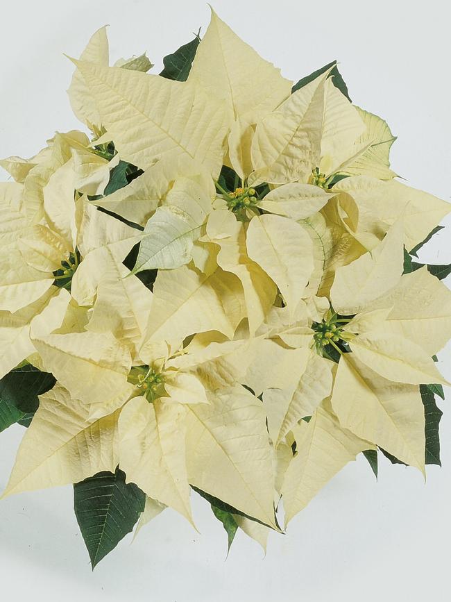 ‘Christmas Feelings White’