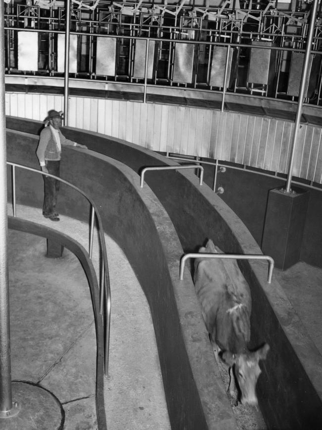 A cow on the exit passage under the milking platform of the Camden Park Estate Rotolactor dairy. Picture: Belgenny Farm Trust