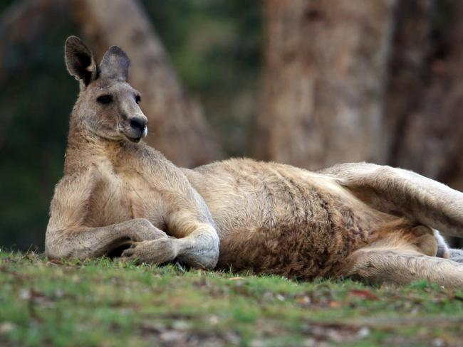 I love Victoria. Leonard O'Brien. 98423540. 7:30 am. Currawong Bush Park. Doncaster East. A Kangaroo enjoying life.