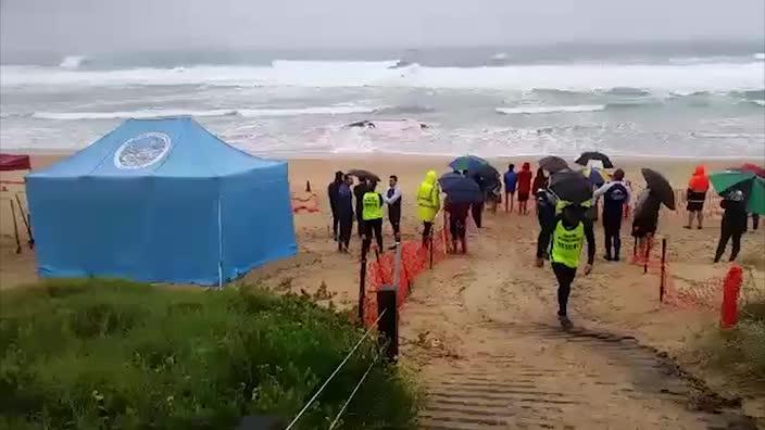 Beached whale at Sawtell beach