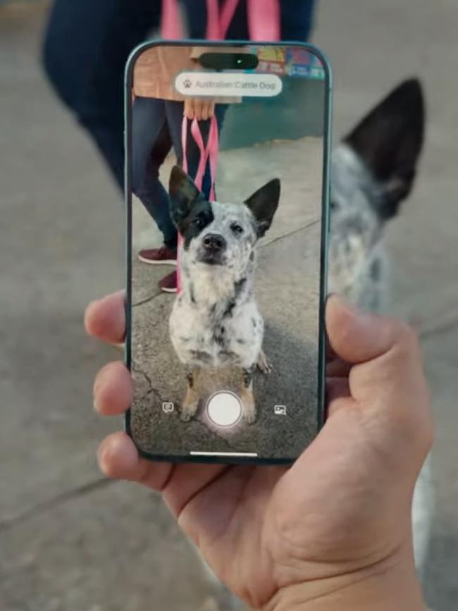 Apple’s new Visual Intelligence uses AI to identify and interpret things seen through the iPhone 16 camera, such as a dog’s breed. Photo: Apple