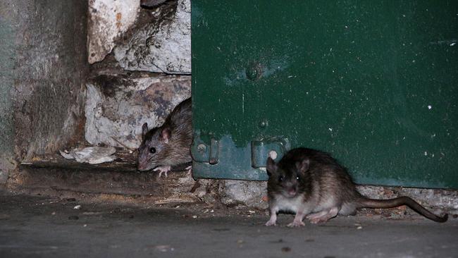 Rats are on the rampage in Sydney’s inner suburbs with the proliferation of new cafes and booming rental market creating perfect conditions for the rodents to flourish. Picture: Richard Dobson