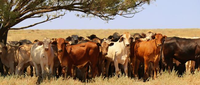 Beef giant: Cattle graze on S Kidman and Co’s 1.35 million hectare Innamincka Station in South Australia.