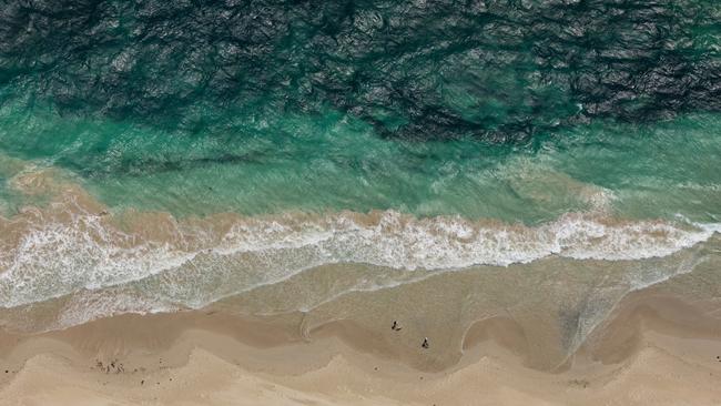 The huge hammerhead is believed to have measured three metres in length. Picture: NCA NewsWire / Tony McDonough