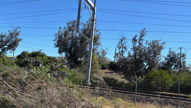 Trees removed from Groves Reserve for a level crossing removal project, where local residents are fighting to save sensitive vegetation. Source: Rosemary West