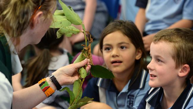 Students at York Public School explore native animals up close during ...