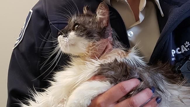 RSPCA inspector Ashlie Burnett shows Milly the cat’s injuries. Picture: RSPCA