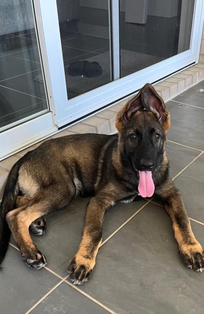 Sasha: Kate Zikking’s 16 week old German Shepherd