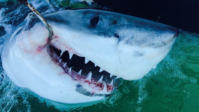 A male white shark measuring 2.35m was caught at Evans Head on July 21. Picture: Supplied