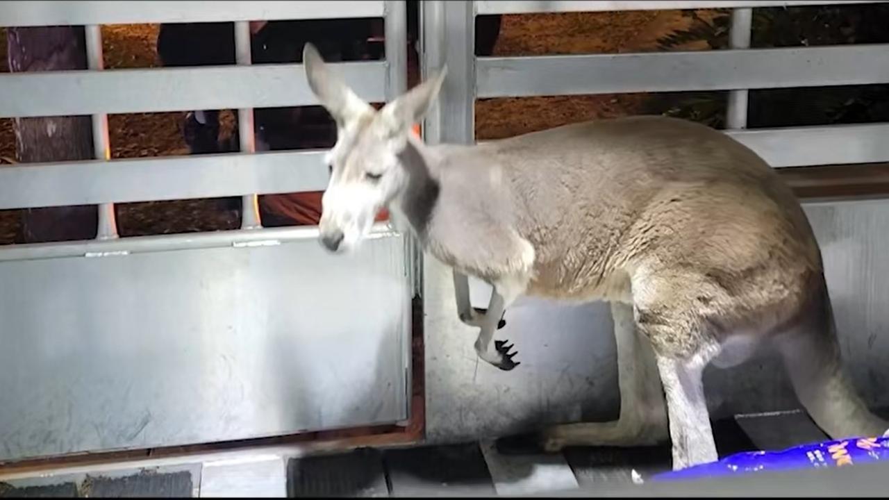 The kangaroo wasn’t injured during its adventure through Tampa. Picture: Handout via NCA NewsWire