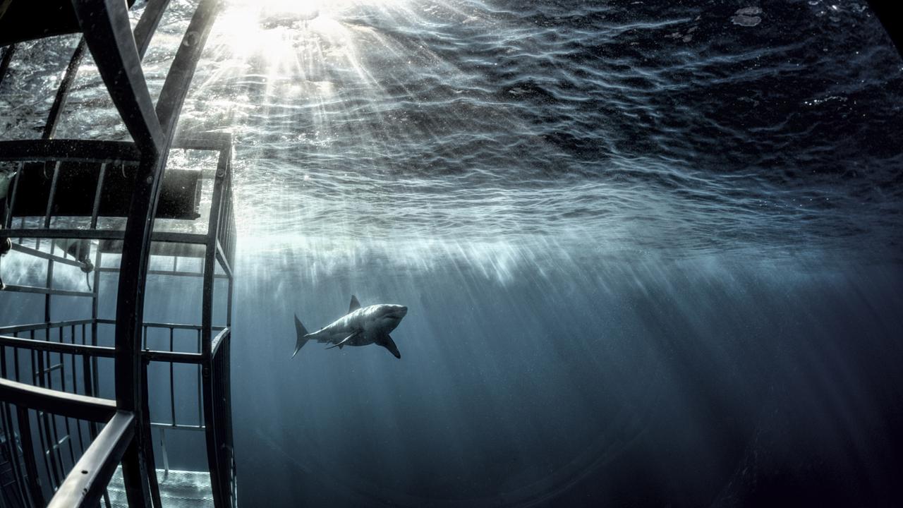 While scary, the photographer said most people’s fear of sharks was ‘unfounded’. Picture: RodneyBursiel/mediadrumimages/australscope