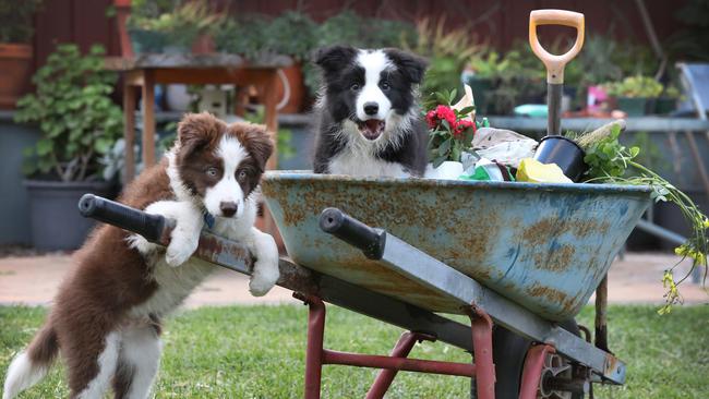 Border collie pups Ralphie, 13 weeks and Skipper, 12 weeks. Picture Dean Martin