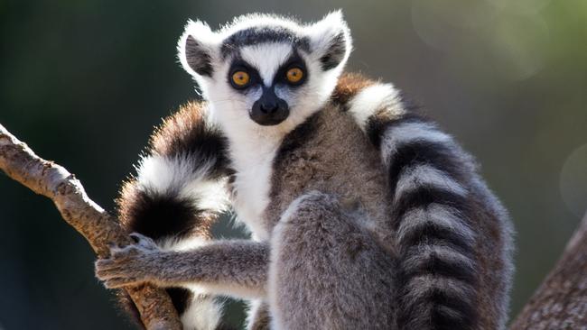 A lemur in the Lost Valley exotic precinct, Currumbin Wildlife Sanctuary.