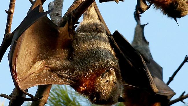 Flying Foxes in trees out the front of the main entrance to the Adelaide Zoo in Botanic Park Picture Simon Cross