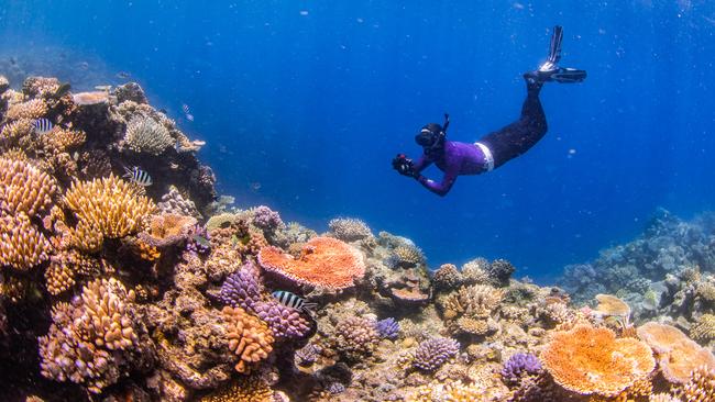 A diver taking photos of the reef for the census, shows what the reef should ideally look like when it is thriving. Reefs support 25 per cent of all ocean life at some stage of their lifecycle and provide food, income, or protection for half a billion people., according to the GRC. Picture: Undertowmedia.