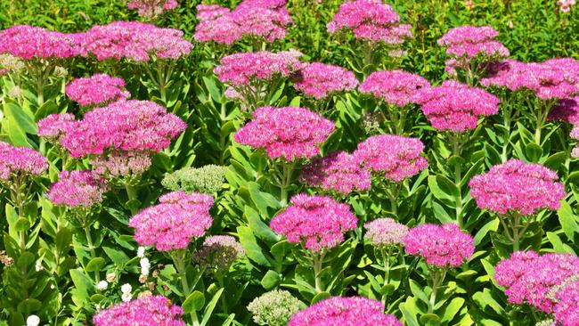 Pretty pink: Sedum Autumn Joys in full bloom. Picture: Fawcett Media