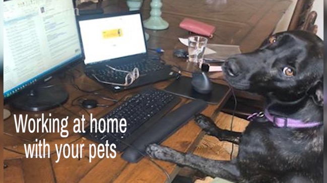 Working from home with your pets