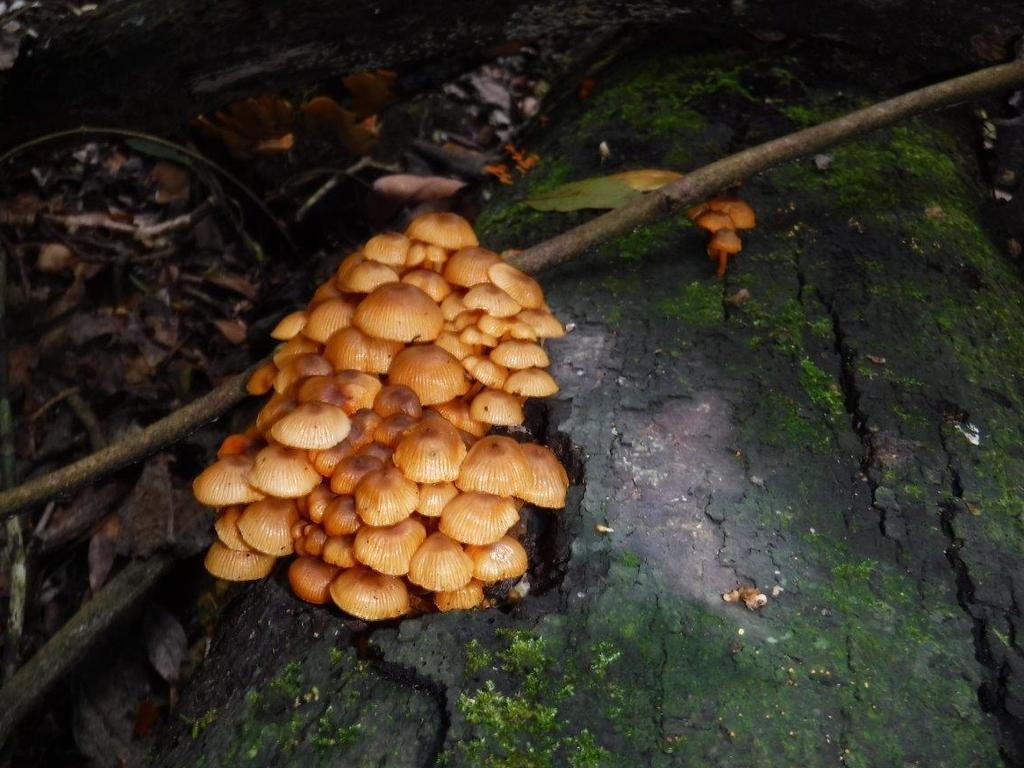 Fungi at Springbrook. Picture: Bob Fairless