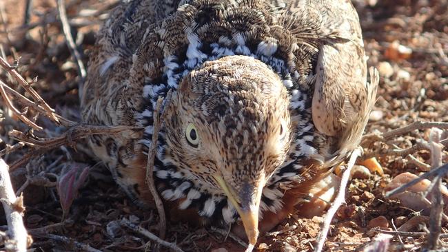 Bush Heritage staff have seen three rare plains wanderers at Boolcoomatta Reserve, in SA’s east. Picture: Andrea Tschirner