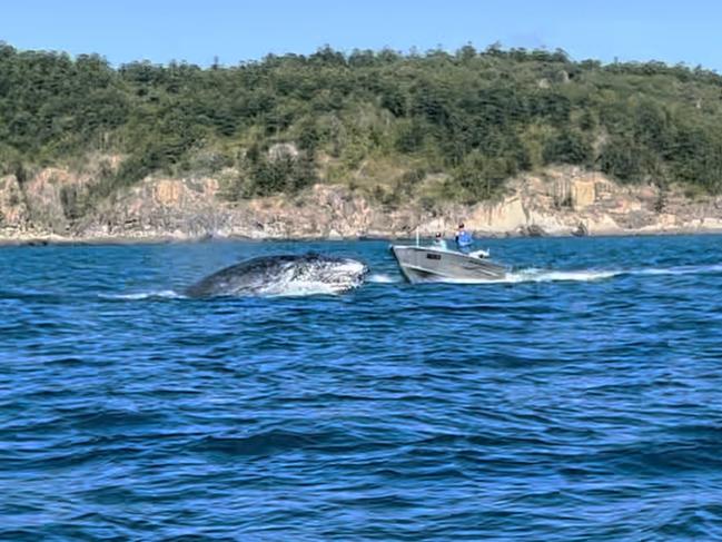 Incredible footage shows a migrating whale jumping out of the water and submerging just seconds before a boat could collide with it. Â Photo: Kylie Marsh