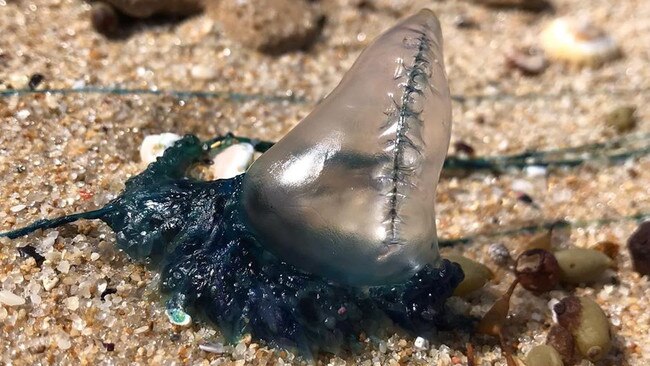 A bluebottle at Sorrento. Picture: Supplied/Facebook