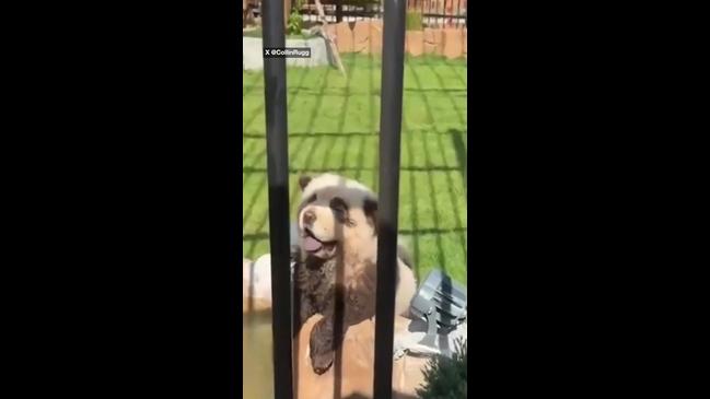 zoo in china using dogs as pandas