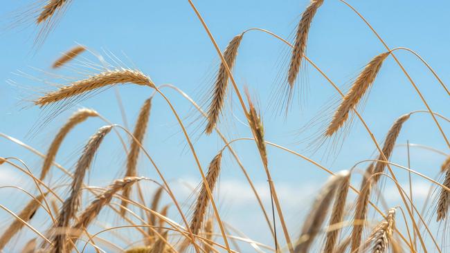 GrainCorp saw profits and revenue sink on a mixed east coast harvest, set to reverse with the winter crop. Picture: Thierry Zoccolan/AFP