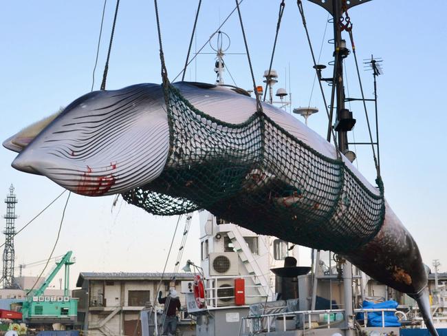 Japan will resume commercial whaling next year. Picture: Kyodo News via AP