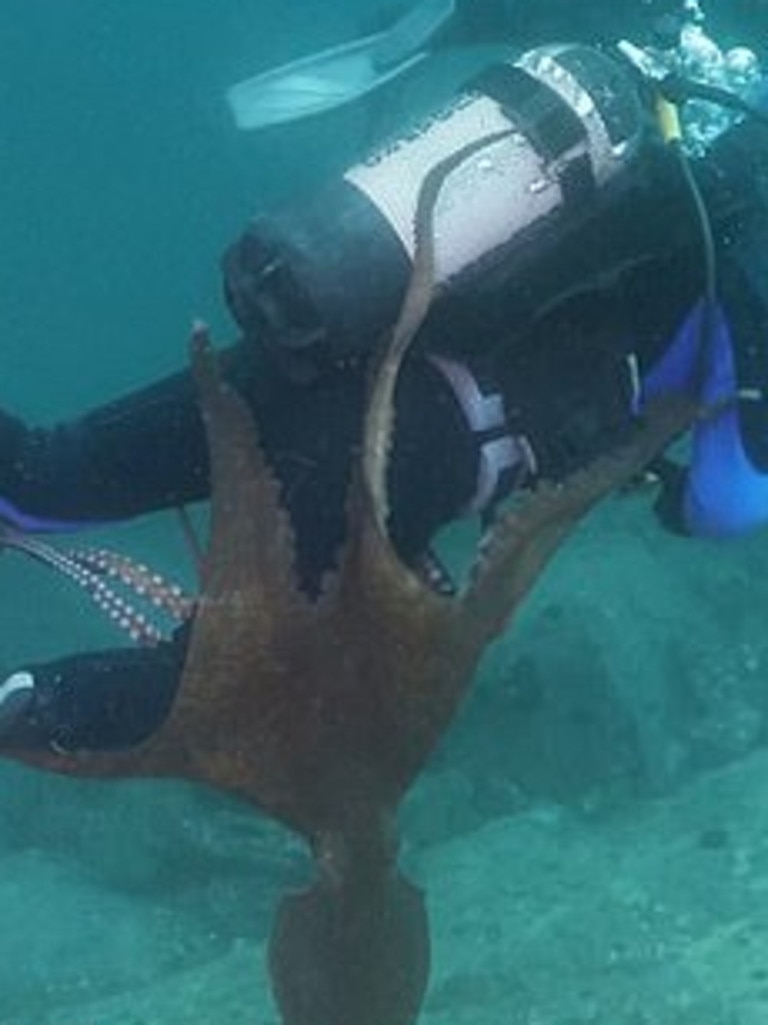 The octopus grabs the diver and tries to drag him deeper into the ocean. Picture: Newsflare