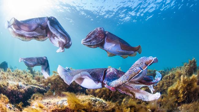 Giant cuttlefish at Stony Point on the Eyre Peninsula. Picture: Carl Charter/SATC