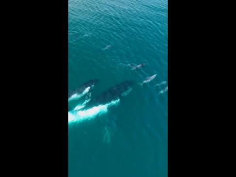 Helpful dolphins off WA coast guide lost whales