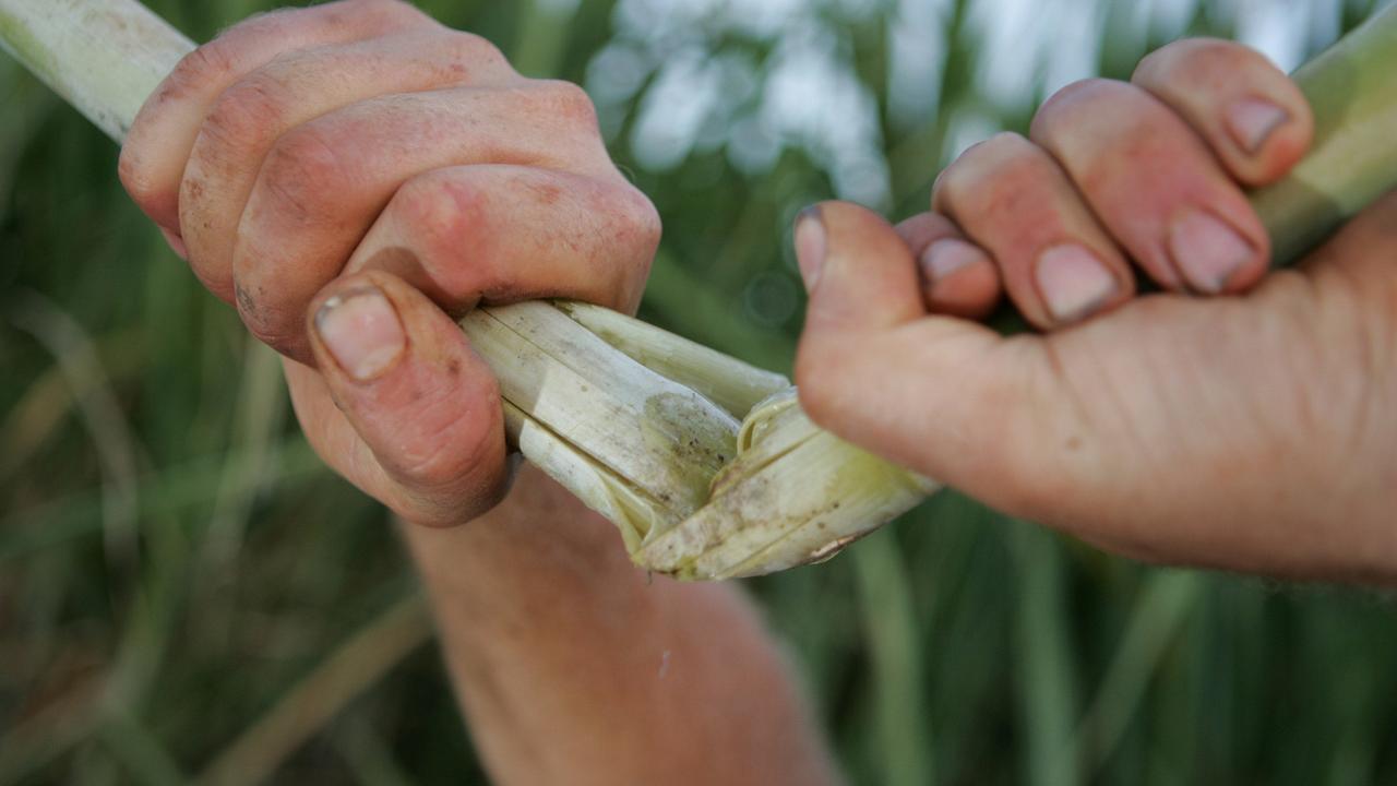 The Mackay and Proserpine regions are tipped to crush the second highest crop this year as the sector rebounds from lower totals in previous years.