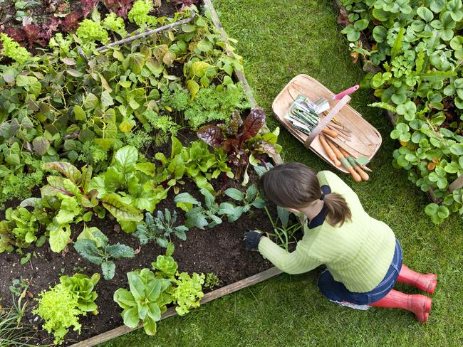 Birds eye view of a woman gardener weeding an organic vegetable garden with a hand fork, while kneeling on green grass and wearing red wellington boots.