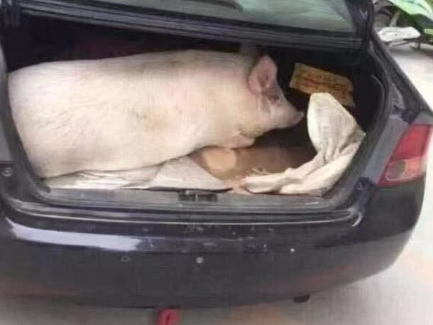 A pig was spotted in the back of this vehicle. Picture: Twitter