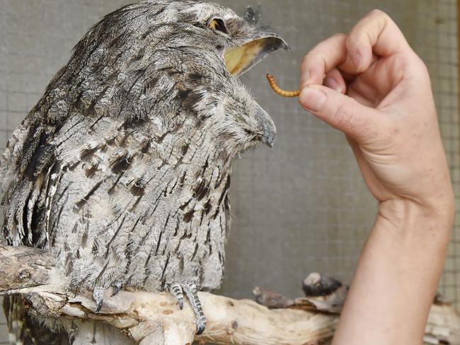 Layla Moody with 'Lipton Tea' the rescued Tawny Frogmouth at the Ocean Grove wildlife shelter. Wildlife Projects 3288 has launched a Go Fund Me page set up to support wildlife shelters across the region including in Ocean Grove and Winchelsea. The shelters receive numerous sick and injured species from the Surf Coast and surrounding regions. Picture: Alan Barber