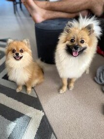 Gold Coast's cutest dogs: Chewie and Mia. Submitted by Jaime-Lee Allan.