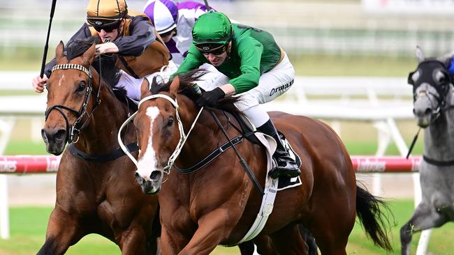 Far Too Easy will be ridden by Craig Williams in The Kosciuszko next week. Picture: Grant Peters/Trackside Photography