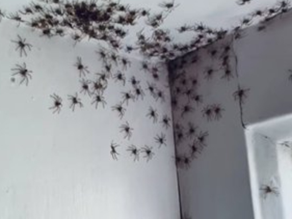A still from a home video made by Collaroy Plateau mum Claudia Domrose of a hatching of Huntsman spiderlings in her 11-year-old daughter's bedroom. Picture: Facebook (ClaudeDeLune)