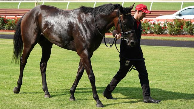 Hurricane Fighter is a value selection for Race One in Mackay on Tuesday. Picture: Contributed