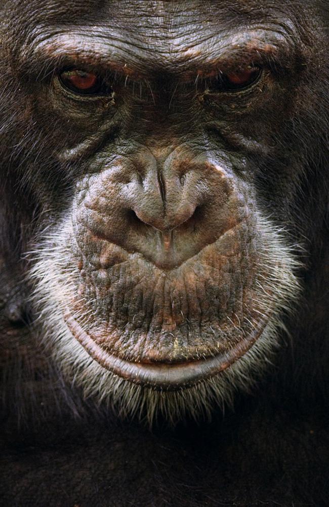 David, the alpha male over his group for double the length of time of any alpha before him. Senegal, West Africa.