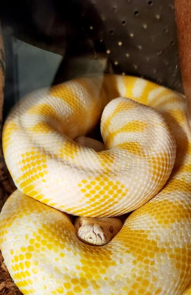 The family pet escaped from its tank. Picture: Facebook/Supplied