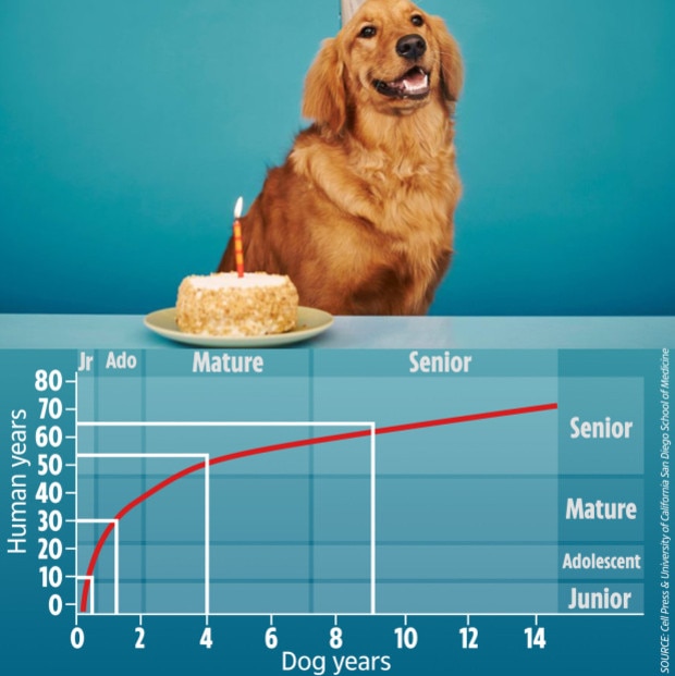 Scientists claim to have created a formula that more accurately compares the ages of humans and dogs by comparing their genomes as they age. Graphic: The Sun