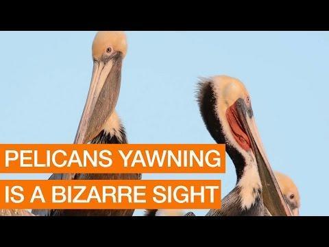 ANIMALS:    Pelicans Yawning Is A Bizarre Sight  Package    January 23