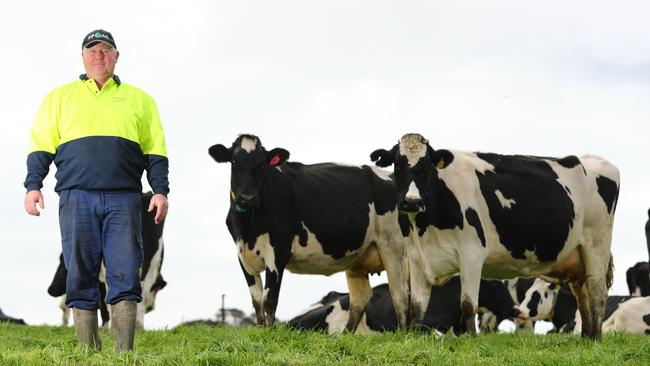 Mount Compass dairy farmer Michael Connor with some of his herd. Picture: Tait Schmaal