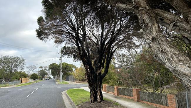 Police are investigating more deliberately lit tree fires in Belmont. Photo: Brad Fleet.