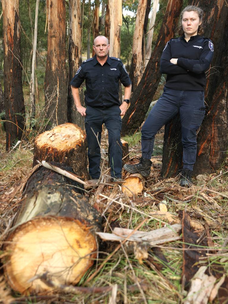 Barwon South senior forest and wildlife officer Scott Nicholson and forest and wildlife officer Sabrina Gray-Viggiano with illegally felled trees in the Eastern Otway Forrest Park. Picture: Alison Wynd