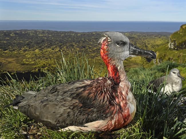 A juvenile gray-headed albatross on Marion Island, South African Antarctic Territory, is left injured after an attack by mice from an invasive species that has begun to feed on living albatross chicks and juveniles. Picture: Thomas P. Peschak for National Geographic/World Press Photo