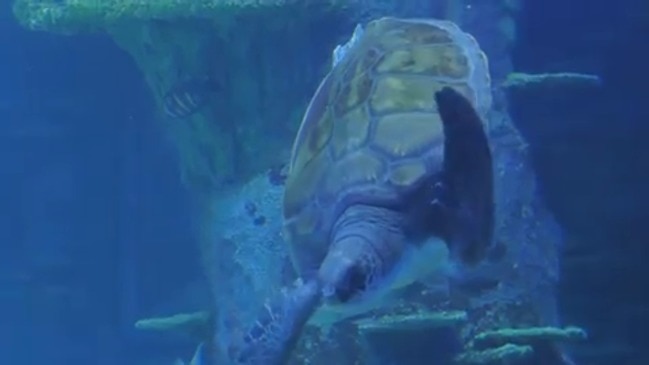 Rescued Sea Turtle Weighing 120kg Finds New Home at Sydney Aquarium