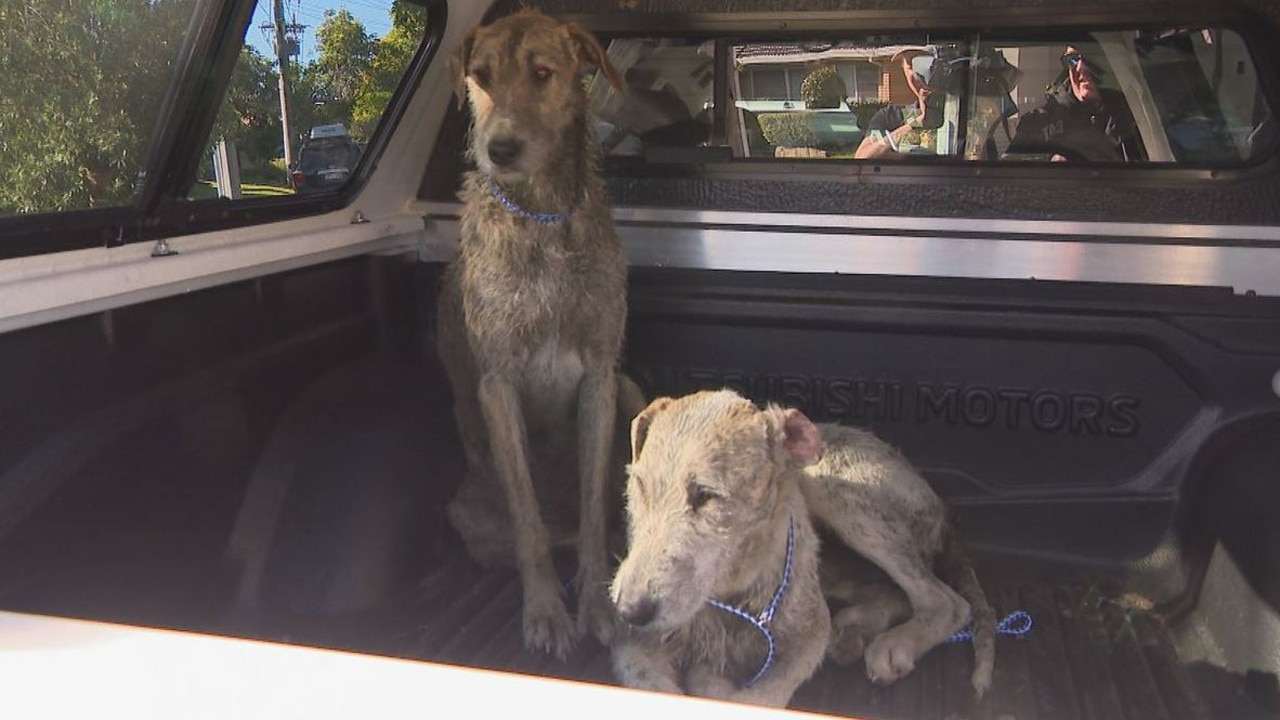 The dogs were seized at a nearby home later that day. Picture: 9 News