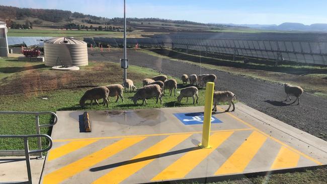 Sheep grazing at the UQ Solar Farm at Sladevale.